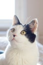 Black and white cat at home closeup portrait