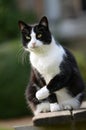 Black and white cat Royalty Free Stock Photo