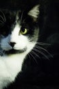 Black and white cat with immunodeficiency