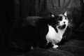 Black and white cat with immunodeficiency