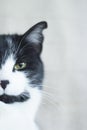 Black and white cat with immunodeficiency