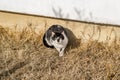 A black and white cat in its natural environment Royalty Free Stock Photo