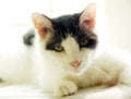 The cat just woke up from a dream, looking listless.. Royalty Free Stock Photo