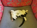 Black and white cat, kitten, lying and sleeping on its back in a red-gray chair, front view Royalty Free Stock Photo