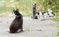 Black-and-white cat and kittens Royalty Free Stock Photo