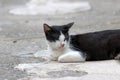 Black and white cat laying down and close eyes on the concrete ground. Royalty Free Stock Photo