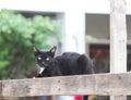 Black and white cat laying down on the square wood. Royalty Free Stock Photo