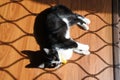 Black and white cat laying down on a vinyl wooden floor Royalty Free Stock Photo