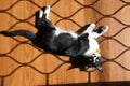 Black and white cat laying down on a vinyl wooden floor Royalty Free Stock Photo