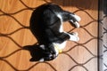 Black and white cat laying down on a vinyl wooden floor Royalty Free Stock Photo