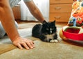 Black and White Cat Laying Next to Toy Royalty Free Stock Photo