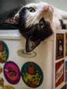 Cat Laying Upside Down on Fridge