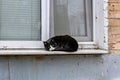 A black and white cat is sleeping on a window sill Royalty Free Stock Photo