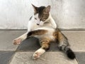 Black and white cat lies down and licks the hair of its legs to clean its body.