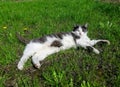 A black and white cat lies on the green grass. An adult cat walks on the lawn. A gray-white cat is warming up on the Royalty Free Stock Photo