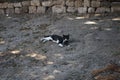 A black and white cat lies on the ground in the shadows in the medieval town of Rhodes, Rhodes island, Greece Royalty Free Stock Photo