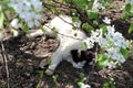 Black and white cat lies in hot weather under a pear tree Royalty Free Stock Photo