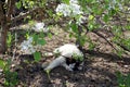 Black and white cat lies in hot weather under a pear tree Royalty Free Stock Photo