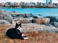 A black and white cat lies on the rocks against the backdrop of a sea of seagulls, a city and houses