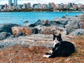 A black and white cat lies on the rocks against the backdrop of a sea of seagulls, a city and houses