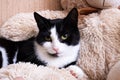 Black and white cat lies on soft toy Royalty Free Stock Photo