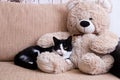 Black and white cat lies on a soft toy Royalty Free Stock Photo