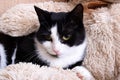 Black and white cat lies on soft toy Royalty Free Stock Photo