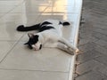 A black and white cat lies on a tiled terrace Royalty Free Stock Photo