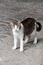 Black white cat looking into camera Royalty Free Stock Photo