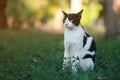 Black and white cat looking for something in garden