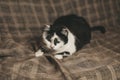 Black-and-white cat lying on the back on the couch Royalty Free Stock Photo