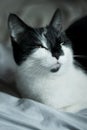 Black and white cat,lying on the bed. Royalty Free Stock Photo