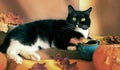 Black and white cat is lying on brown-orange autumn backdrop with dry maple leaves and pumpkins and looking at camera Royalty Free Stock Photo