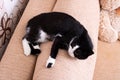 Black and white cat lying down relaxing on the back cushion of a brown couch Royalty Free Stock Photo