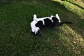 black and white cat lying in the garden Royalty Free Stock Photo