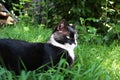 A black and white cat is lying in the grass in the garden Royalty Free Stock Photo