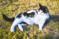 Black and white cat lying on grass Royalty Free Stock Photo