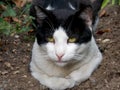 black and white cat is lying on the ground Royalty Free Stock Photo