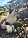 Black and white cat lying on the ground, sunbathing in a rural landscape Royalty Free Stock Photo