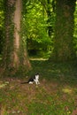 Domestic cat explore the forest Royalty Free Stock Photo