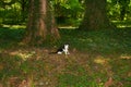 Domestic cat explore the forest