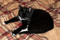 Black and white cat lying with outstretched paws on plaid brown blanket