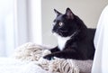 Black and white cat lying on plaid at home Royalty Free Stock Photo