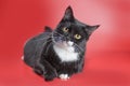Black and white cat lying on red background
