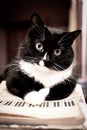 Black and white cat lying on sheet music book and looking at camera. Royalty Free Stock Photo