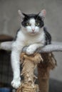 Black and white cat lying