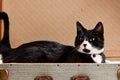 Black white cat lying suitcase Royalty Free Stock Photo