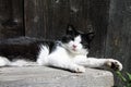 Black and white cat lying in the sun