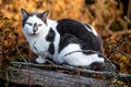 Black and white cat lying on tree branches. One cat in nature. Switzerland Royalty Free Stock Photo