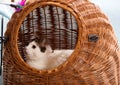 Black white cat basket Royalty Free Stock Photo